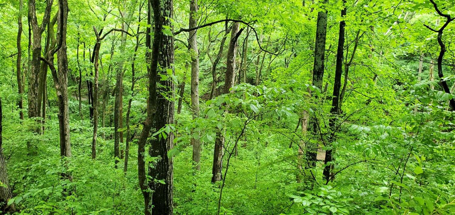 Fox Ridge State Park 